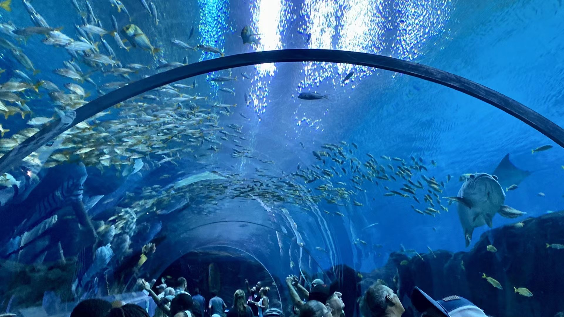 Georgia Aquarium